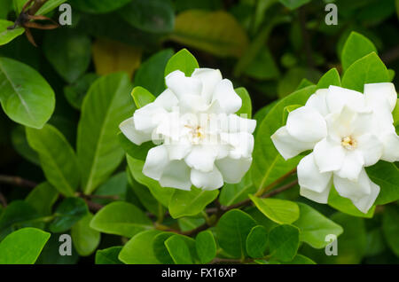 Gardenia jasminoides Stockfoto