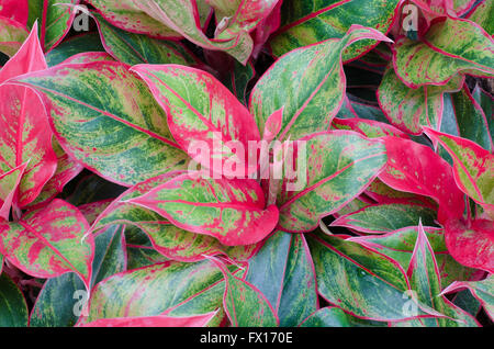 Aglaonema verlässt Hintergrund Stockfoto