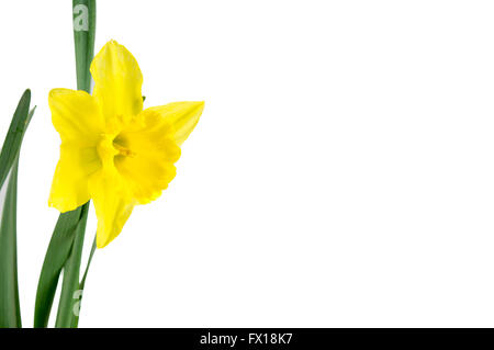 einzelne Narzisse isoliert auf weiss Stockfoto