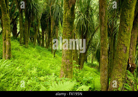 Betelpalmen in Neuseeland Abschnitt von Batumi Botanischer Garten Stockfoto