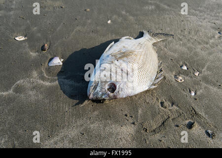 Tote Fische an einer Küste Stockfoto