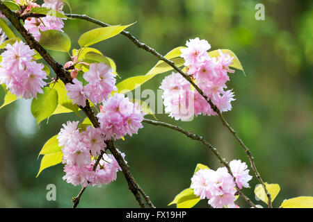 Kwanzan Kirschblüten blühen auf Ästen während Frühling closeup Stockfoto