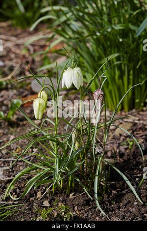 Ein Büschel von Fritillaria Meleagris, Kopf auch bekannt als Schlangen Fritillaria in einem Garten Stockfoto