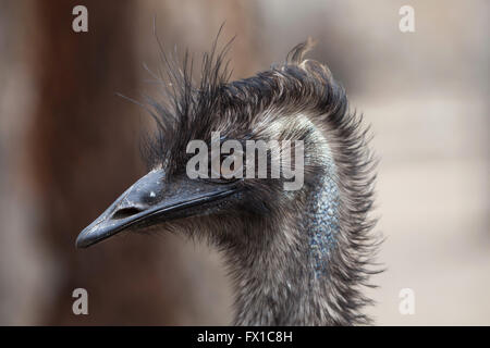 Emu (Dromaius Novaehollandiae) im Zoo von Budapest in Budapest, Ungarn. Stockfoto