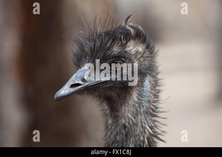 Emu (Dromaius Novaehollandiae) im Zoo von Budapest in Budapest, Ungarn. Stockfoto