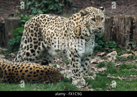 Persischer Leopard (Panthera Pardus Saxicolor), auch bekannt als der kaukasischen Leoparden im Zoo von Budapest in Budapest, Ungarn. Stockfoto