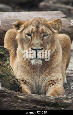 Weibliche asiatische Löwe (Panthera Leo Persica), auch bekannt als indischer Löwe im Zoo von Budapest in Budapest, Ungarn. Stockfoto