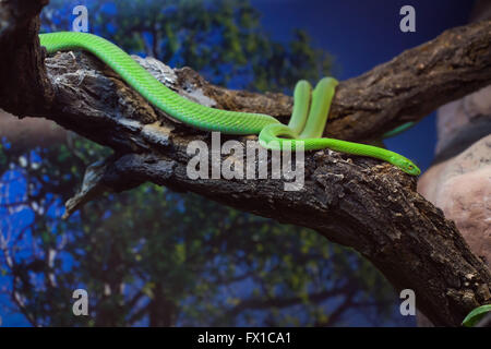 Westliche grüne Mamba (Dendroaspis Viridis), auch bekannt als der westafrikanische grüne Mamba im Budapester Zoo in Budapest, Ungarn. Stockfoto