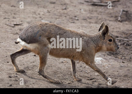 Patagonische Mara (Dolichotis Patagonum), auch bekannt als der patagonischen Cavia im Budapester Zoo in Budapest, Ungarn. Stockfoto