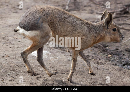 Patagonische Mara (Dolichotis Patagonum), auch bekannt als der patagonischen Cavia im Budapester Zoo in Budapest, Ungarn. Stockfoto