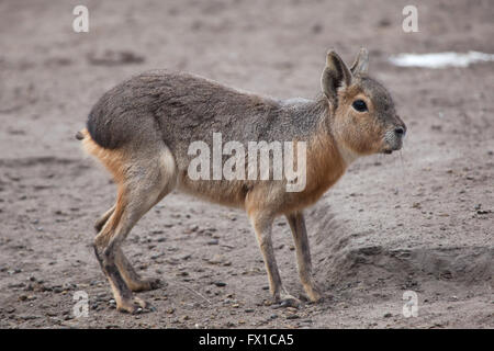 Patagonische Mara (Dolichotis Patagonum), auch bekannt als der patagonischen Cavia im Budapester Zoo in Budapest, Ungarn. Stockfoto