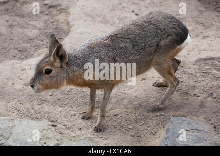 Patagonische Mara (Dolichotis Patagonum), auch bekannt als der patagonischen Cavia im Budapester Zoo in Budapest, Ungarn. Stockfoto