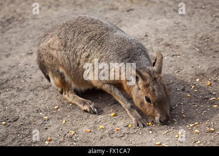 Patagonische Mara (Dolichotis Patagonum), auch bekannt als der patagonischen Cavia im Budapester Zoo in Budapest, Ungarn. Stockfoto