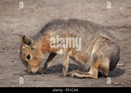 Patagonische Mara (Dolichotis Patagonum), auch bekannt als der patagonischen Cavia im Budapester Zoo in Budapest, Ungarn. Stockfoto