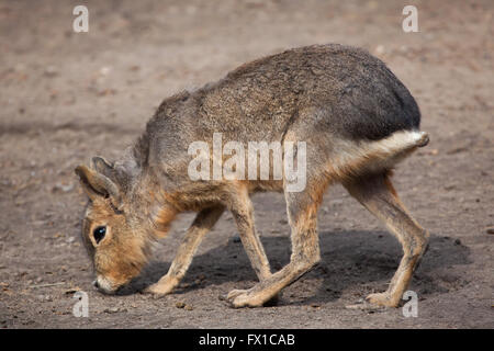 Patagonische Mara (Dolichotis Patagonum), auch bekannt als der patagonischen Cavia im Budapester Zoo in Budapest, Ungarn. Stockfoto