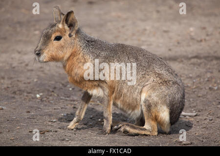 Patagonische Mara (Dolichotis Patagonum), auch bekannt als der patagonischen Cavia im Budapester Zoo in Budapest, Ungarn. Stockfoto