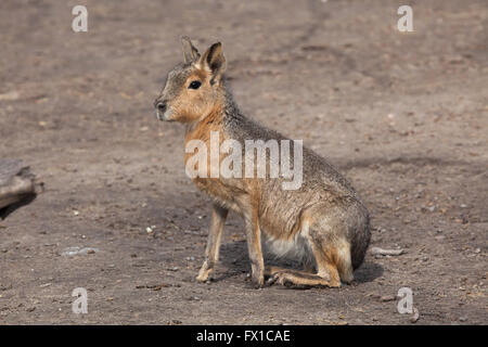 Patagonische Mara (Dolichotis Patagonum), auch bekannt als der patagonischen Cavia im Budapester Zoo in Budapest, Ungarn. Stockfoto