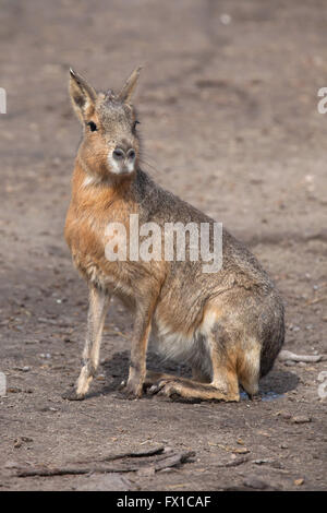 Patagonische Mara (Dolichotis Patagonum), auch bekannt als der patagonischen Cavia im Budapester Zoo in Budapest, Ungarn. Stockfoto