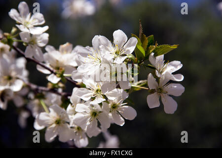 Serbien - blühenden Zweig einer wilden Pflaume (Prunus Americana) Stockfoto