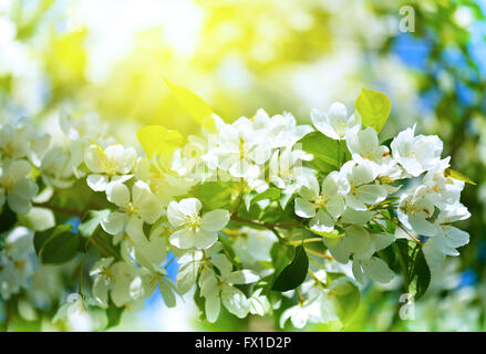 Frühling Blumen Makro-Ansicht. Flachen tiefen Schwerpunkt Stockfoto