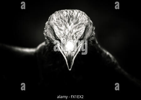 Dunkel, Monochrome Portrait von einem goldenen Adler mit einem russischen Steppenadler gekreuzt Stockfoto