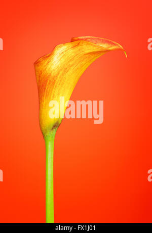 Feuerlilie Calla Zantedeschia Blume, auf rotem Grund Stockfoto