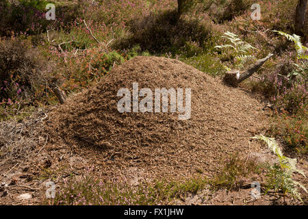 Nest-Hügel aus Holz Ameise Formica rufa Stockfoto