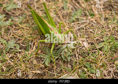 Große grüne Bush Cricket Tettigonia Viridissima auf dem Boden Stockfoto