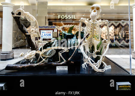 Mann aus Fossilien auf dem Display in einem Einkaufszentrum in Oklahoma City, Oklahoma, USA. Stockfoto