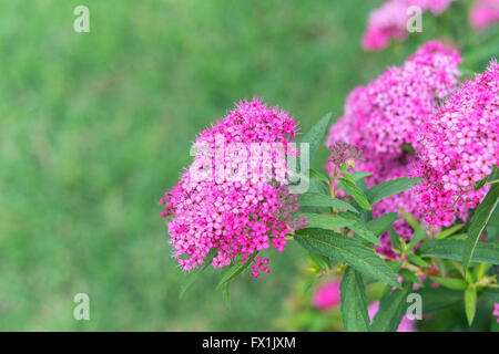 Spiraea Japonica Strauch mit rosa Blüten. Oklahoma, USA. Stockfoto