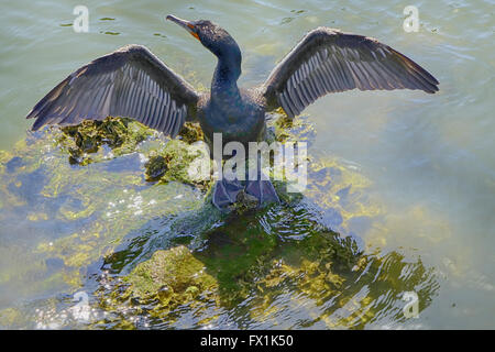 Doppel-crested Kormoran mit Flügeln zum trocknen aus Stockfoto