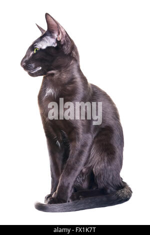 schwarzen Orientalisch Kurzhaar Katze Porträt, isoliert auf weißem Hintergrund Stockfoto
