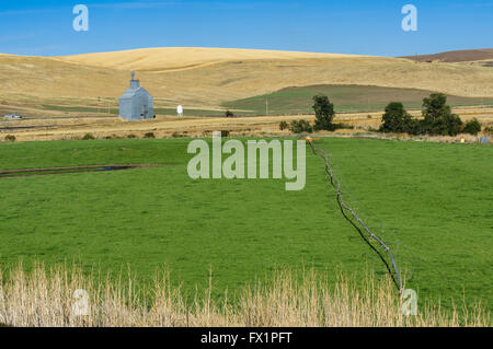 Irrigrated Weide mit rollenden Bewässerungs-System auf einem Bauernhof im östlichen Washington Stockfoto