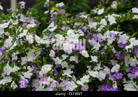 Brunfelsia Australis (gestern heute und morgen Blume) Stockfoto