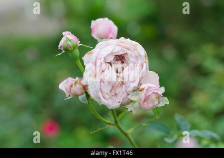 Alte und welke Rose am Baum Stockfoto