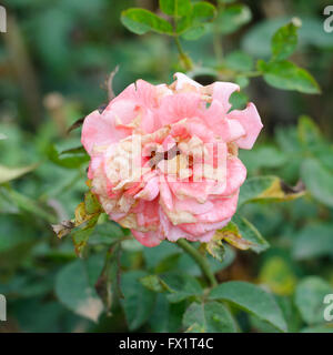 Alte und welke Rose am Baum Stockfoto