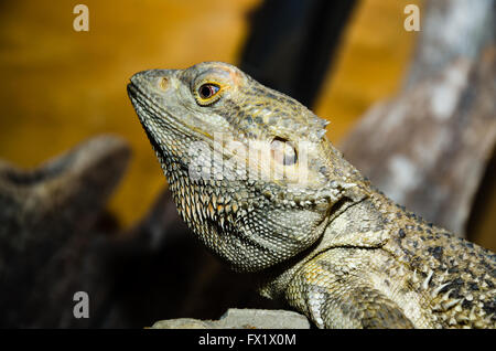 Bartagame hautnah Stockfoto