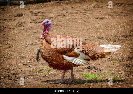 Türkei mit braunen Dreck Hintergrund. Stockfoto