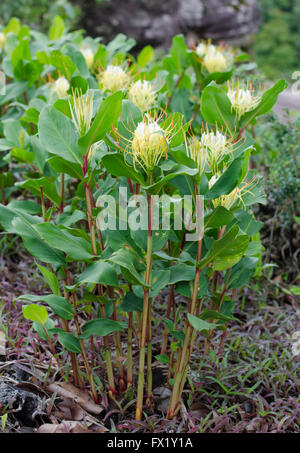 Rock Butterfly Lily Stockfoto