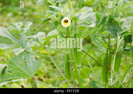 Okra-Pflanze (Lady Finger) mit Früchten Stockfoto