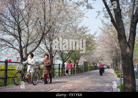 Zwei ältere Damen ihre Fahrräder zu Fuß und genießen Sie die Kirschblüten im Stadtteil Gwangjin-gu, Seoul, South Korea. Stockfoto