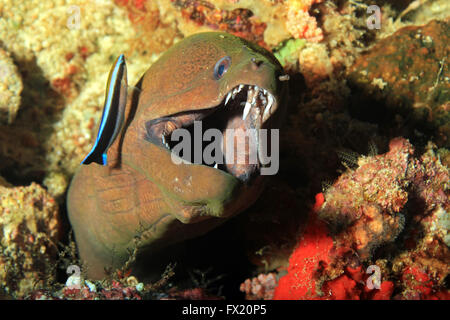 Riesen Muräne (Gymnothorax Javanicus) mit offenem Mund, Zähne, mit sauberer Wasse auf der Seite. FAM, Raja Ampat, Indonesien Stockfoto