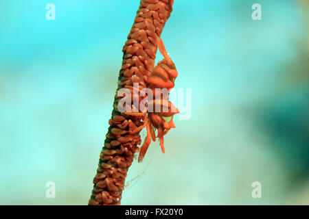 Nahaufnahme einer Koralle Rote Peitsche Garnelen (Dasycaris Zanzibarica) auf eine Peitsche Koralle. Dampier-Straße, Raja Ampat, Indonesien Stockfoto