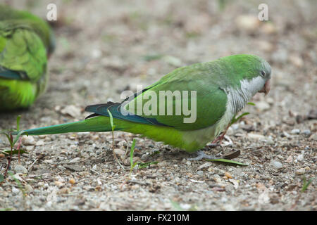 Mönch Sittich (Myiopsitta Monachus), auch bekannt als die Quäker Papagei im Budapester Zoo in Budapest, Ungarn. Stockfoto