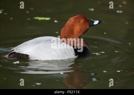 Gemeinsamen Tafelenten (Aythya 40-jähriger) im Zoo von Budapest in Budapest, Ungarn. Stockfoto