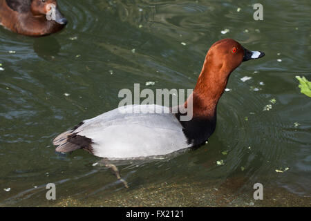 Gemeinsamen Tafelenten (Aythya 40-jähriger) im Zoo von Budapest in Budapest, Ungarn. Stockfoto