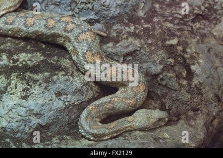 Turan stumpf-gerochene Viper (Macrovipera Lebetina Turanica) im Zoo von Budapest in Budapest, Ungarn. Stockfoto