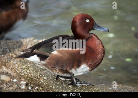 Eurasische Pfeifente (Anas Penelope) im Zoo von Budapest in Budapest, Ungarn. Stockfoto