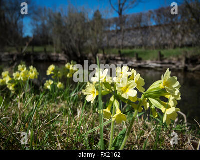 ebenerdige Detailansicht der Schlüsselblumen (Primula Elatior) am Ufer eines Baches bei blue sky Stockfoto