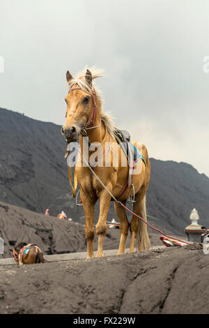 Grey Horse vor Bergen in der Nähe von Vulkan Bromo, Java, Indonesien Stockfoto